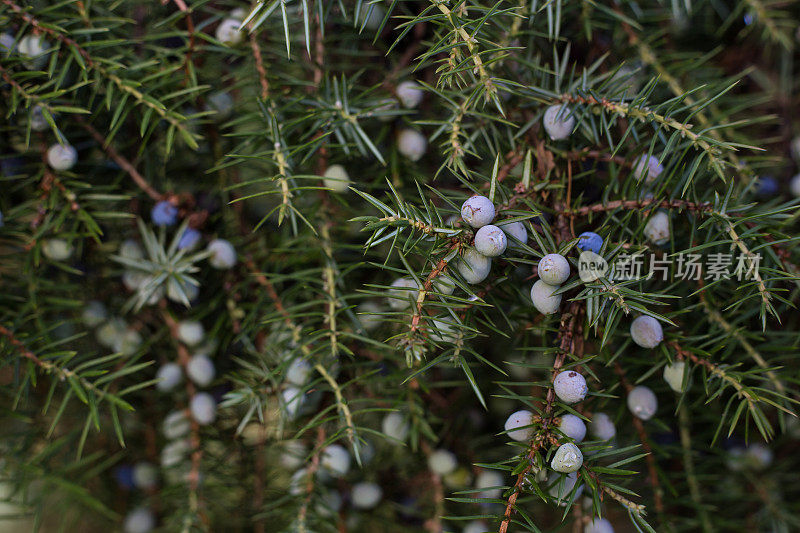 杜松(Juniperus communis)的树枝上有杜松浆果。